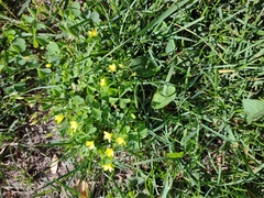 Oxalis corniculata