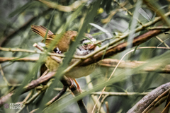 Sericornis frontalis