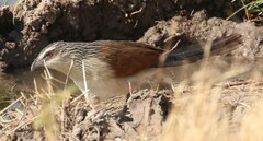 Centropus superciliosus