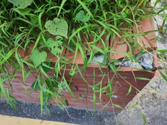 Digitaria radicosa