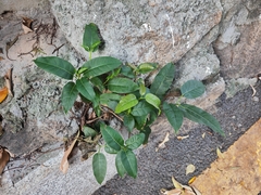 Ficus virens