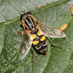 Helophilus trivittatus