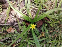 Hypoxis hemerocallidea