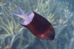 Acanthochromis polyacanthus