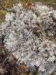 Cladonia arbuscula