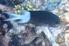 Acanthochromis polyacanthus