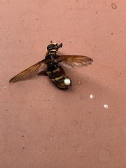 Milesia crabroniformis