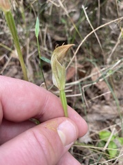 Pterostylis curta