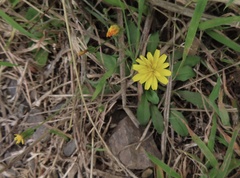 Crepis capillaris