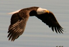 Haliaeetus leucocephalus