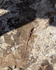 Acanthodactylus erythrurus