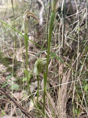 Pterostylis curta
