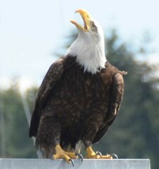 Haliaeetus leucocephalus
