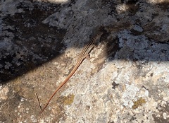 Acanthodactylus erythrurus