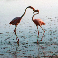 Phoenicopterus ruber