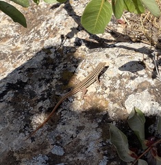 Acanthodactylus erythrurus