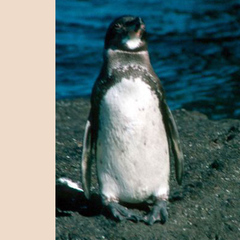 Spheniscus mendiculus