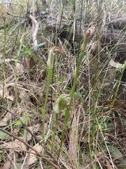 Pterostylis curta