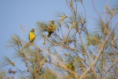 Poicephalus senegalus