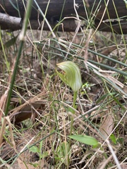 Pterostylis curta