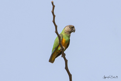Poicephalus senegalus