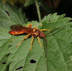 Callajoppa cirrogaster