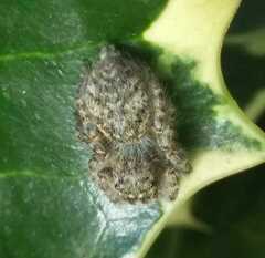 Philaeus chrysops