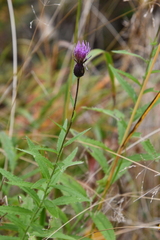 Cirsium serratuloides