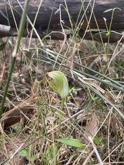 Pterostylis curta