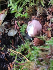 Russula cyanoxantha