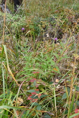 Cirsium serratuloides
