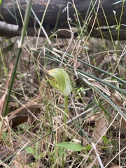 Pterostylis curta