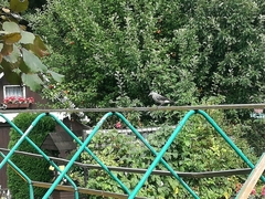 Nucifraga caryocatactes