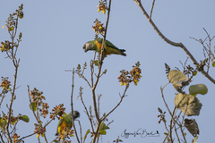 Poicephalus senegalus