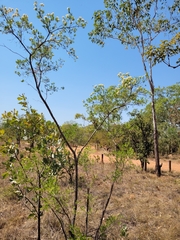 Verticordia cunninghamii