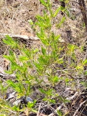 Verticordia cunninghamii