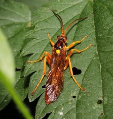 Callajoppa cirrogaster