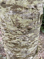 Hypoxylon fragiforme