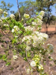 Verticordia cunninghamii
