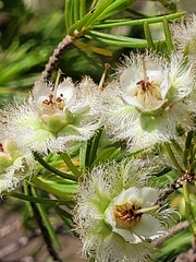 Verticordia cunninghamii