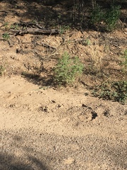 Aspidoscelis stictogrammus