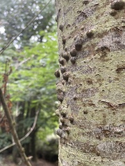 Hypoxylon fragiforme