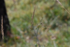Actaea cimicifuga