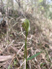 Pterostylis curta