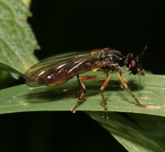 Dioctria linearis