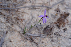 Pheladenia deformis