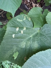 Phyllonorycter lucetiella