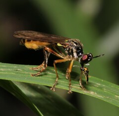 Dioctria linearis
