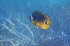 Chaetodon lunula