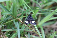 Psychomorpha epimenis